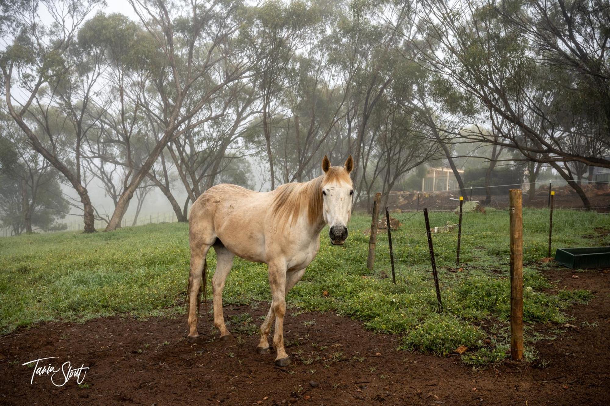 Pecan Hill Bnb Bed & Breakfast Toodyay Exterior photo