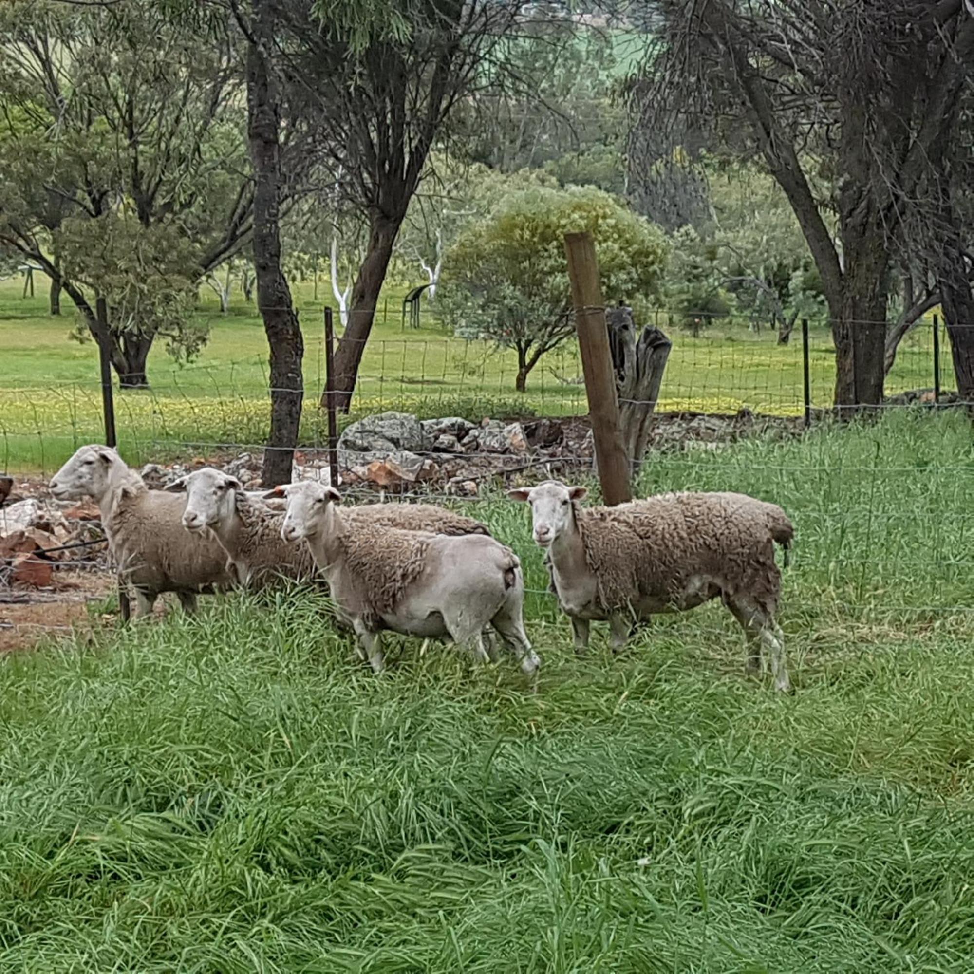 Pecan Hill Bnb Bed & Breakfast Toodyay Exterior photo